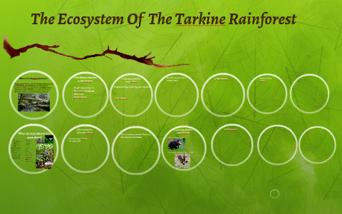 Ecostems of the Rainforest by fadiya yusuf on Prezi