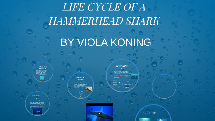 The 5 Best Hammerhead Shark Life Cycle Stages Life Su - vrogue.co