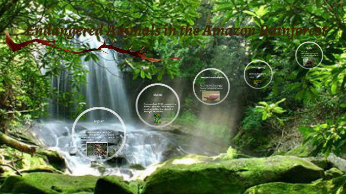 Animals in the Amazon Rainforest by Anders O on Prezi