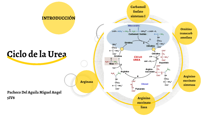 CICLO DE LA UREA by MIGUEL ANGEL PACHECO DEL AGUILA