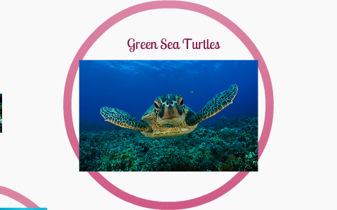 green sea turtles by adrienne montoya on Prezi