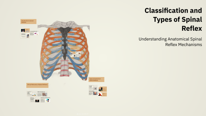 Classification and Types of Spinal Reflex by fatima yasin on Prezi