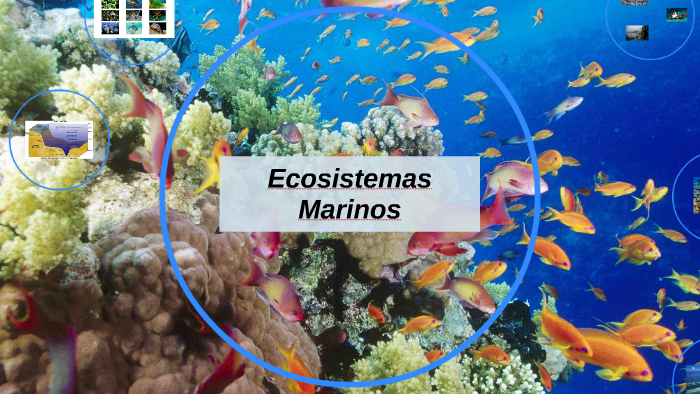Ecosistemas Marinos by Mariana Pesce on Prezi