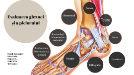 mijloace de evaluare pentru articulații și ligamente traumeel în tratamentul artrozei genunchiului