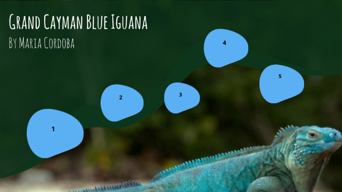Grand Cayman Blue Iguana by Maria Cordoba on Prezi