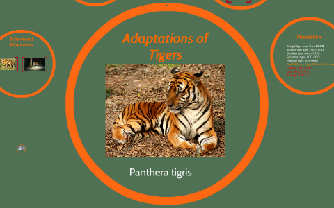 adaptations tiger