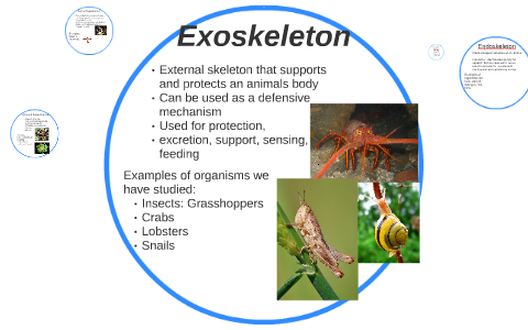 Exoskeleton by