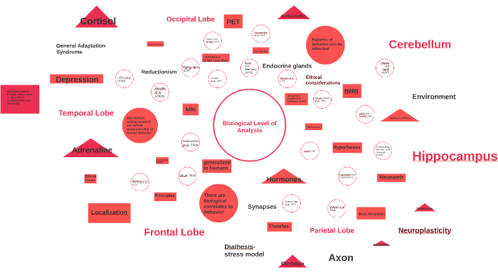 Biological Level Of Analysis By Carolina Tronik