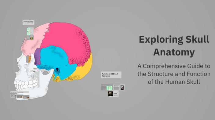 Exploring Skull Anatomy by moo uay story on Prezi
