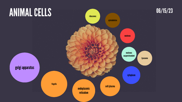 ANIMAL CELLS by Javier Pineda on Prezi