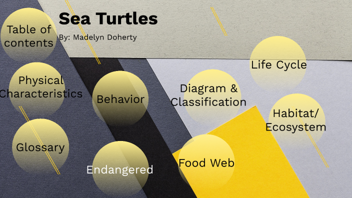 Sea turtles by Madelyn Doherty on Prezi
