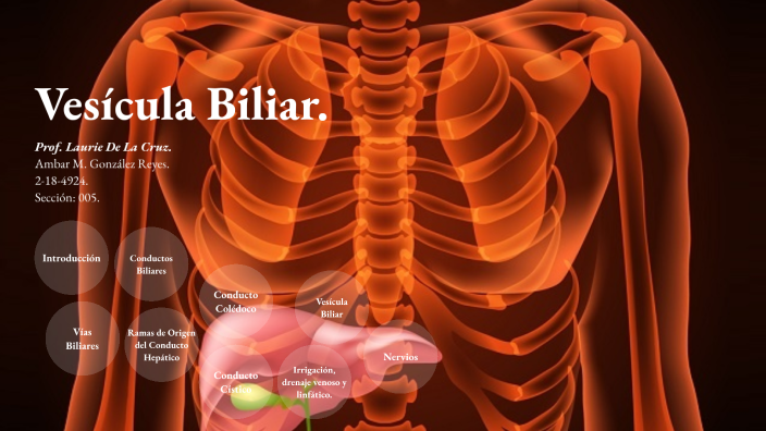 Anatomía de la Vesícula Biliar. by Ambar Massiel Gonzalez Reyes on Prezi