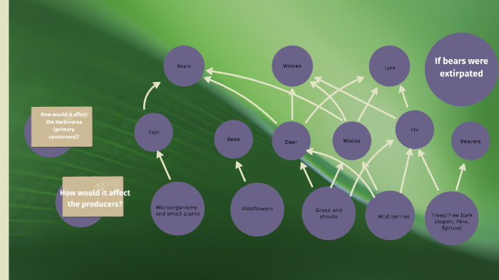 Banff food web by Aritra De on Prezi