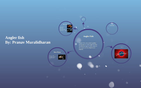 Angler fish by Pranav Muralidharan on Prezi