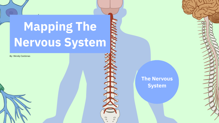 Nervous System Mapping by Wendy Cardenas on Prezi