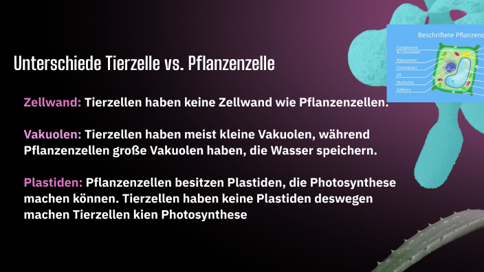 Unterschiede tierische und pflanzliche Zelle by Jannet Lahliybi on Prezi