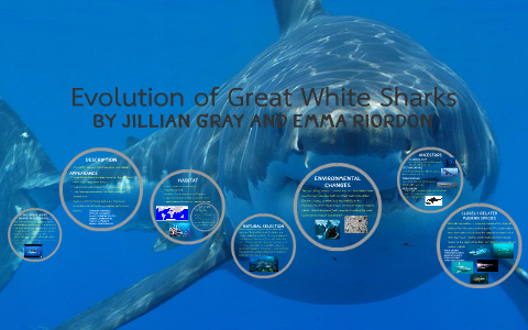 Evolution of Great White Sharks by Jillian Gray on Prezi