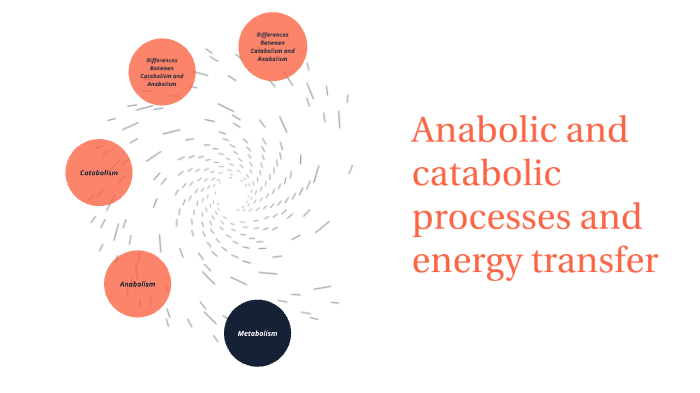Anabolic and catabolic processes and energy transfer by Assiya ...