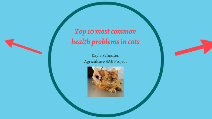 top-10-most-common-health-problems-in-cats-by-kayla-s