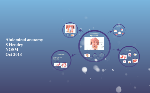 Abdominal anatomy by Saelle Hendry on Prezi