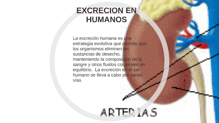 Excrecion En Humanos By Jairo Contreras On Prezi