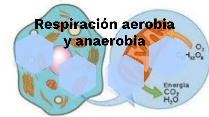 Diferencias Entre Respiracion Aerobia Y Anaerobia – eroppa