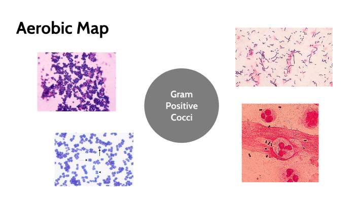 Gram Positive Cocci Tree Map by Tiffany Nguyen