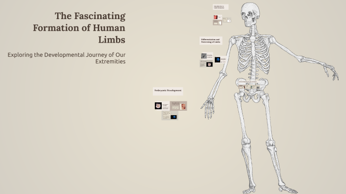 Presentation development of the limbs by H C on Prezi