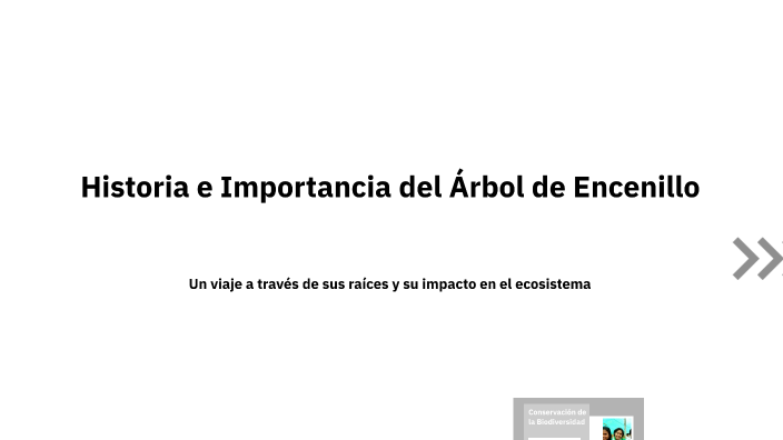 Historia e Importancia del Árbol de Encenillo by SANDRO PEDRAZA on Prezi