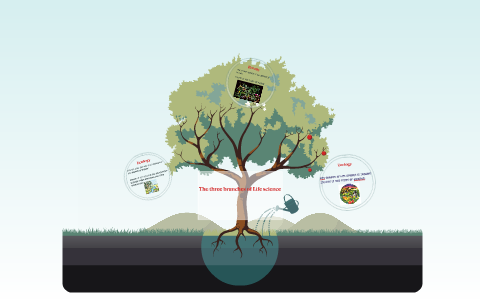 The Three Branches Of Life Science By Linsey Lewis