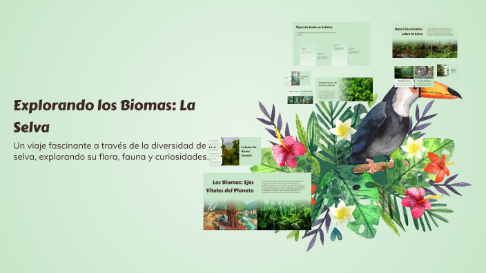 Explorando los Biomas: La Selva by victoria sangermes on Prezi