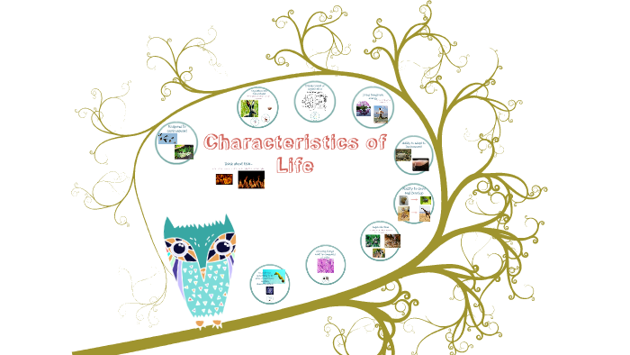 Featured image of post Characteristics Of Life Illustration : The characteristics of living organisms characteristic briefly describe the characteristic further analysis: