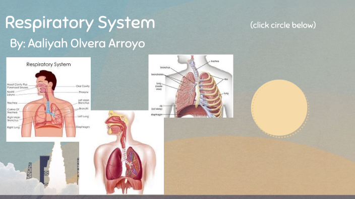 Respiratory system by Aaliyah Olvera Arroyo on Prezi