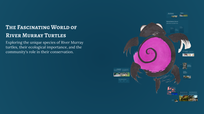 The Fascinating World of River Murray Turtles by Bethany Smith on Prezi