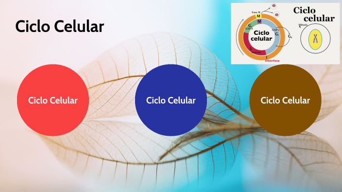 Ciclo Celular by LUIS MARTINEZ GARCIA on Prezi