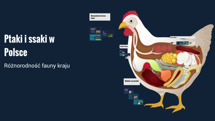 Ptaki i ssaki w Polsce by julek on Prezi