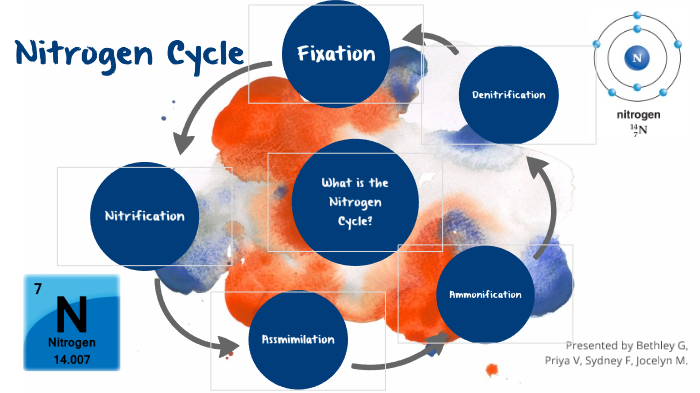 Nitrogen Cycle by Jocelyn Mason on Prezi