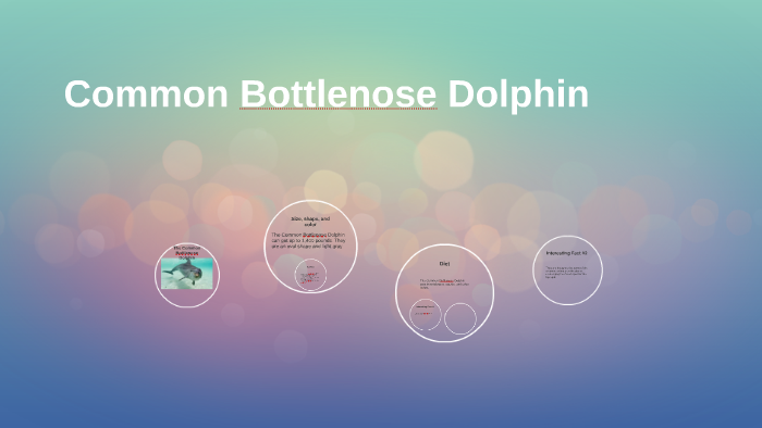 Common Bottlenose Dolphin by Ashley Mecham on Prezi