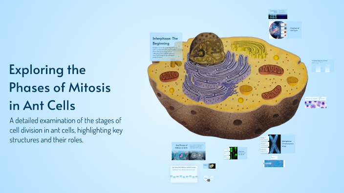 Exploring the Phases of Mitosis in Ant Cells by Max McGee on Prezi
