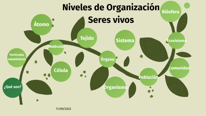 Niveles de organización de los seres vivos by Aledia on Prezi