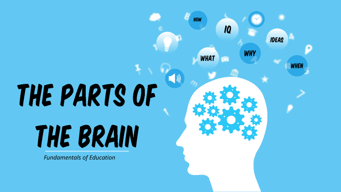 The Parts of the Brain by on Prezi