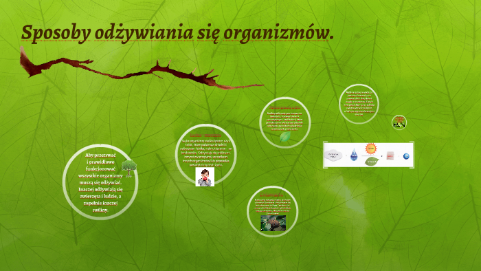 Sposoby odżywiania się organizmów. by M W on Prezi