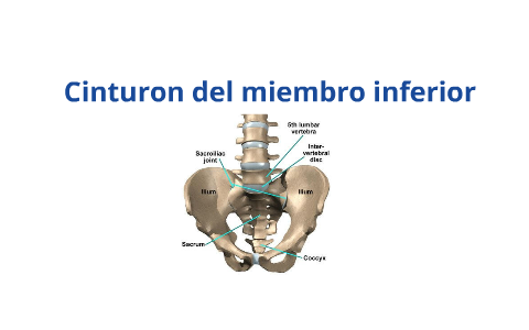 Cinturón del miembro inferior - Hueso Coxal by mario moran on Prezi