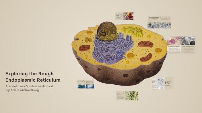 Exploring the Rough Endoplasmic Reticulum by Courtney Snegosky on Prezi