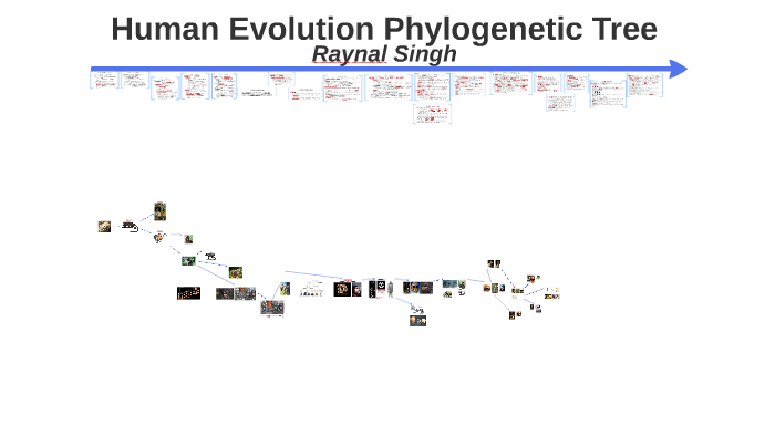 Human Evolution Phylogenetic Tree by R S