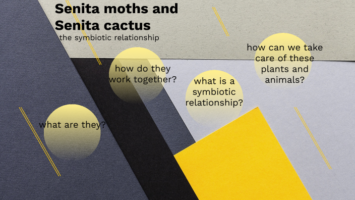 Senita moth and Senita cactus by lucy koppelberger on Prezi