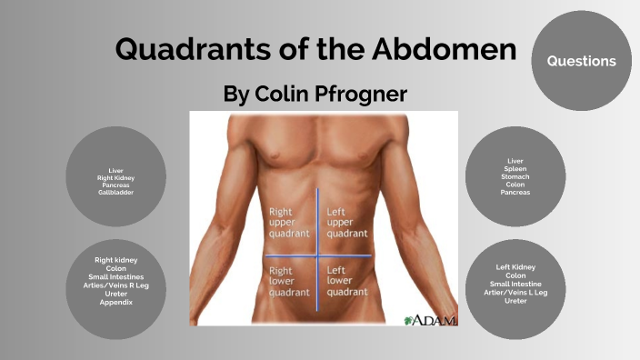 quadrants of abdomen dividing lines