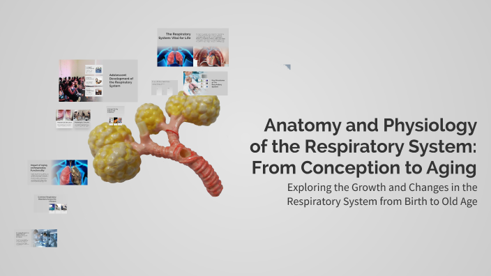 Anatomy and Physiology of the Respiratory System: From Conception to ...
