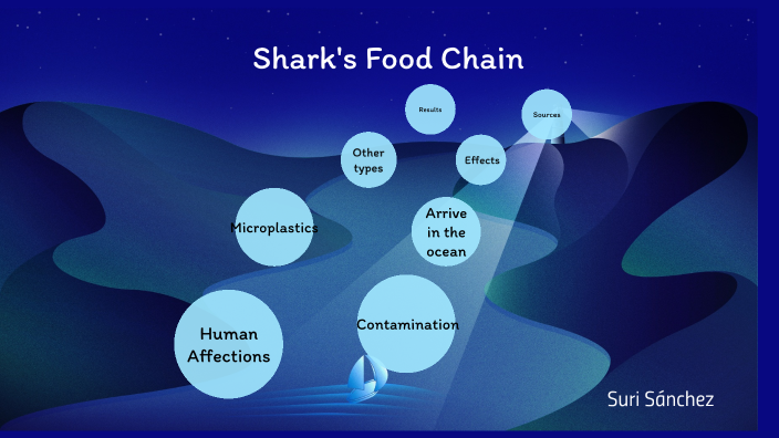 Food Chain Of A Shark