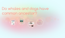 do whales and dogs have a common ancestor